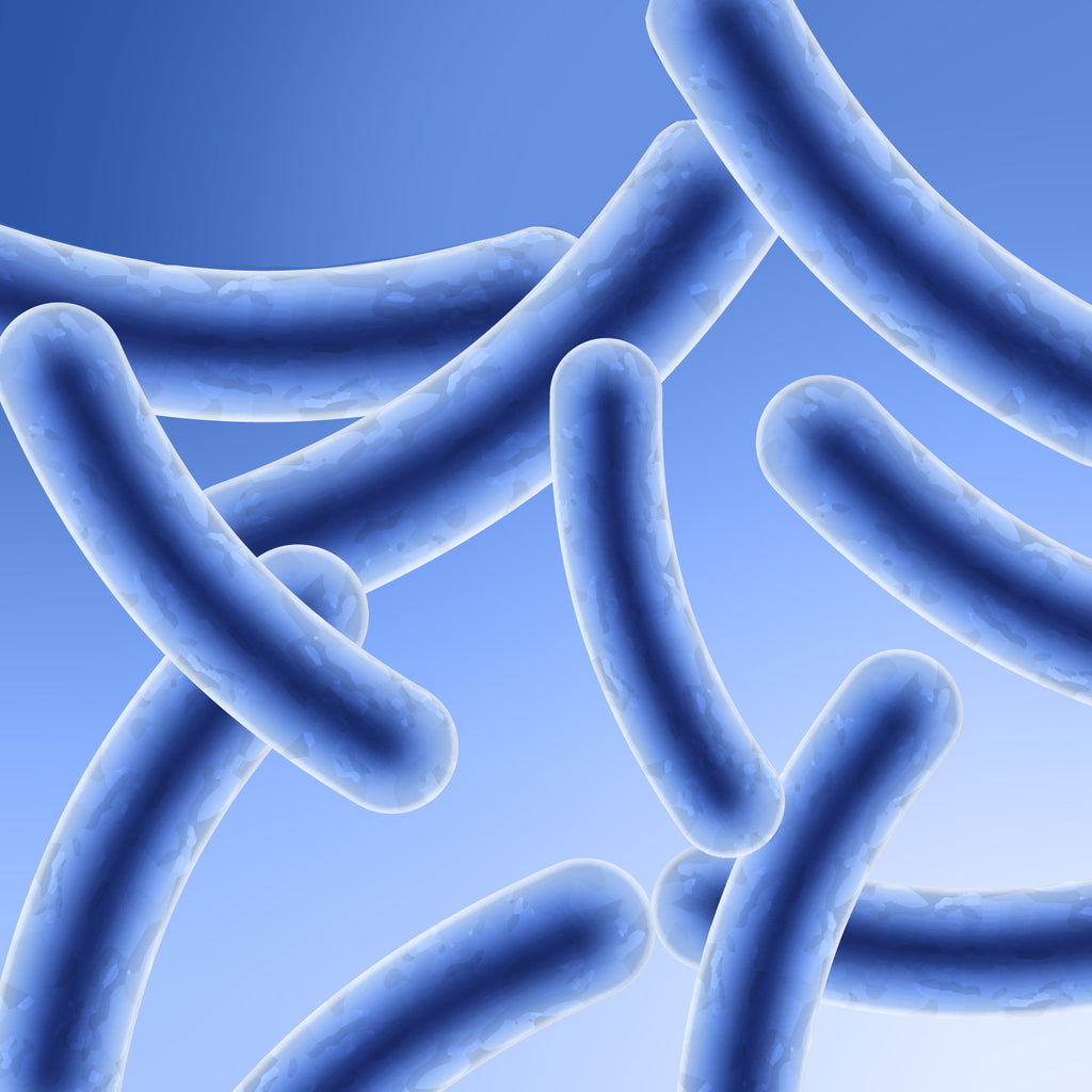 Lactobacillus Ferment
