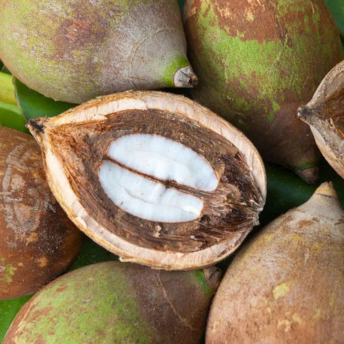 Babassu Seed