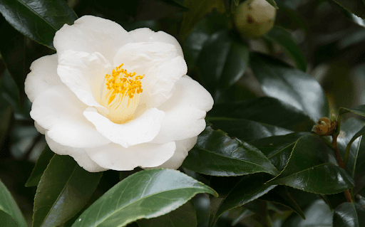 Camellia Sinensis
