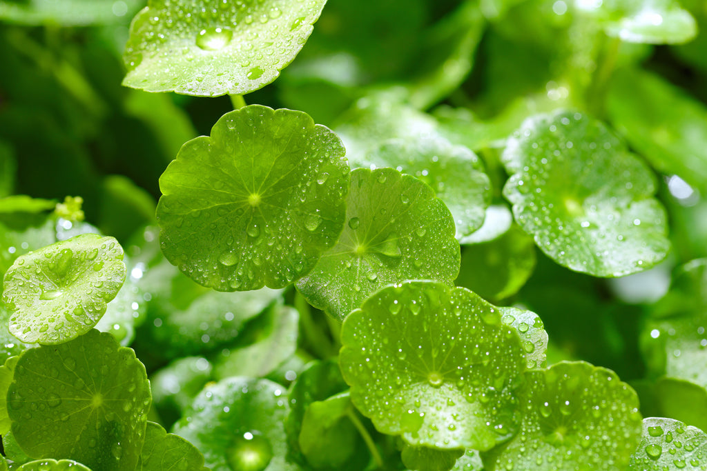 Centella Asiatica