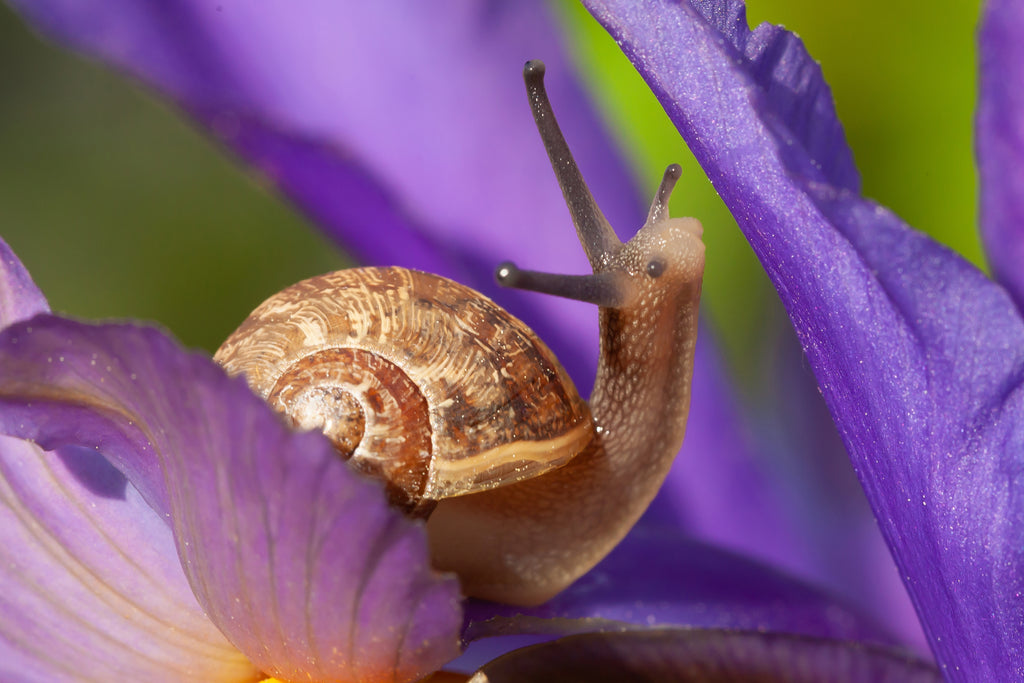 Snail Secretion Filtrate