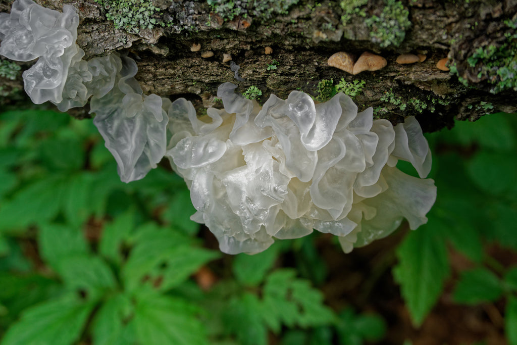Tremella Fuciformis