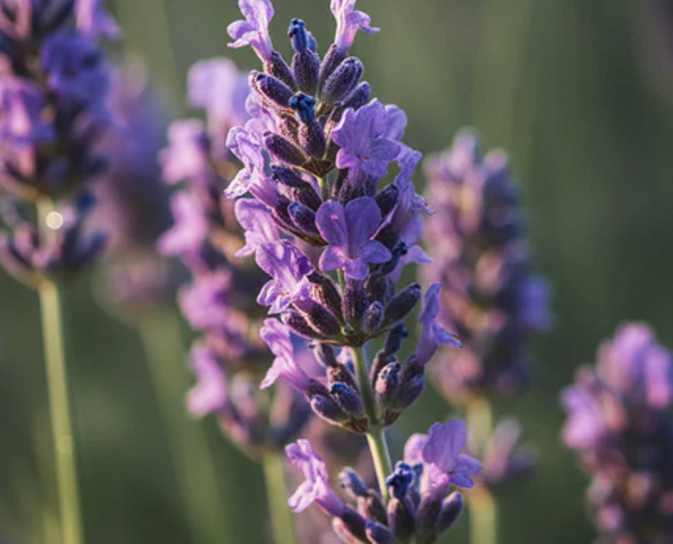 Lavender