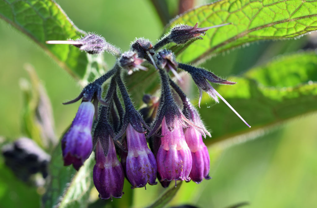 Allantoin