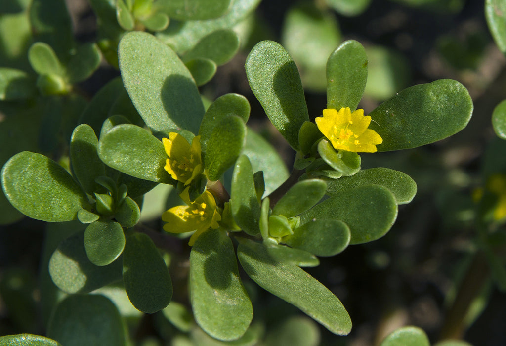 Portulaca Oleracea Extract