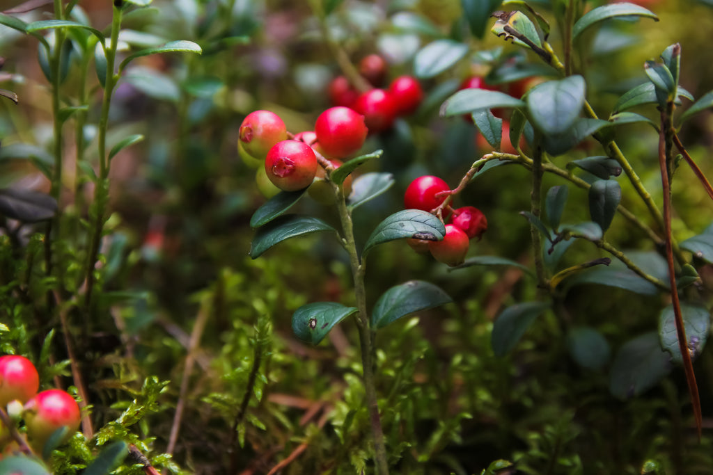 Arbutin Billberry Extract