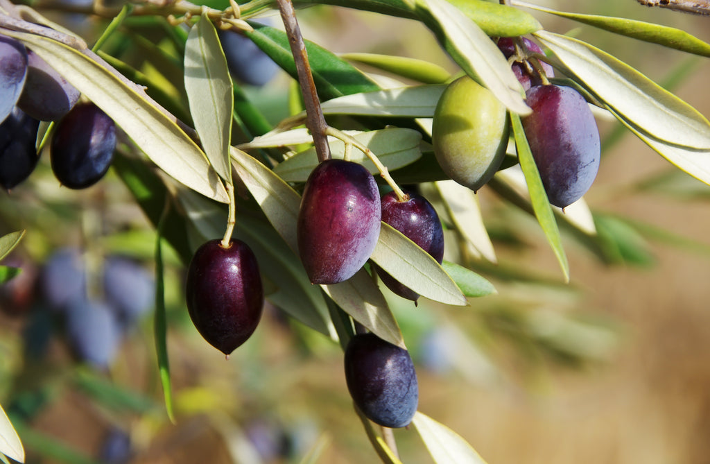 Olea Europaea Olive Leaf Extract