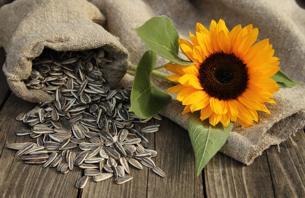 Sunflower Seed